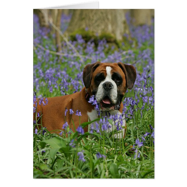 Boxer Laying in Bluebells (Voorkant)