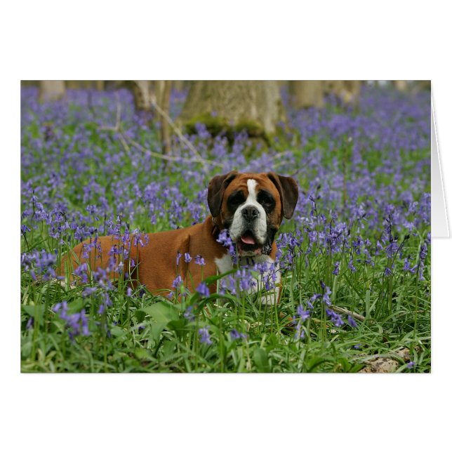 Boxer Laying in Bluebells (Voorkant Horizontaal)