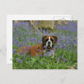 Boxer Laying in Bluebells Briefkaart (Voorkant / Achterkant)