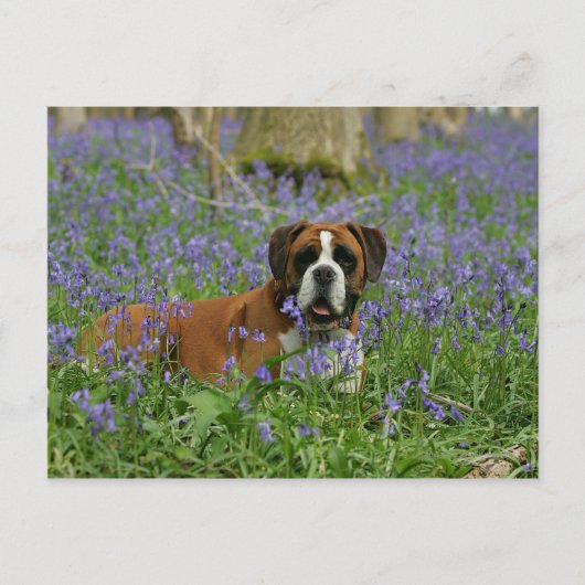 Boxer Laying in Bluebells Briefkaart (Voorkant)
