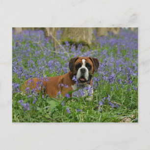 Boxer Laying in Bluebells Briefkaart
