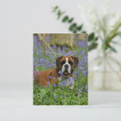 Boxer Laying in Bluebells Briefkaart (Staand voorkant)