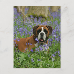 Boxer Laying in Bluebells Briefkaart