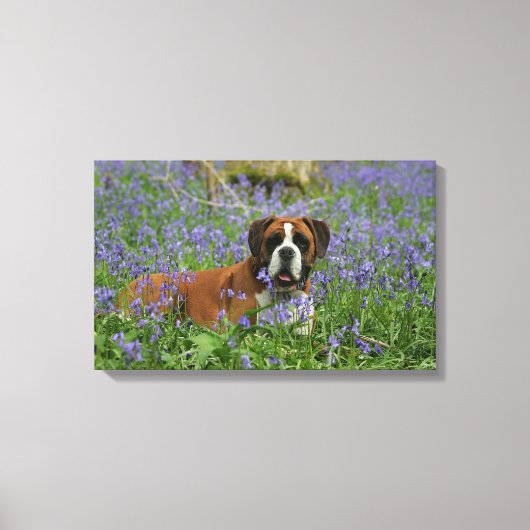 Boxer Laying in Bluebells Canvas Afdruk (Voorkant)