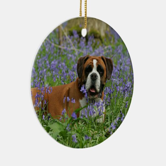 Boxer Laying in Bluebells Keramisch Ornament (Rechts)
