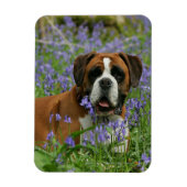 Boxer Laying in Bluebells Magneet (Verticaal)
