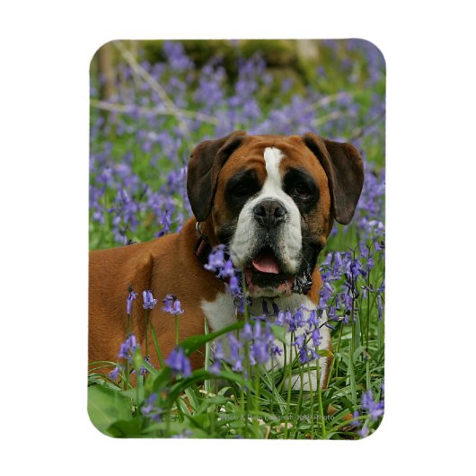 Boxer Laying in Bluebells Magneet (Verticaal)