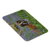 Boxer Laying in Bluebells Magneet (Rechterzijde)