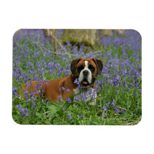 Boxer Laying in Bluebells Magneet