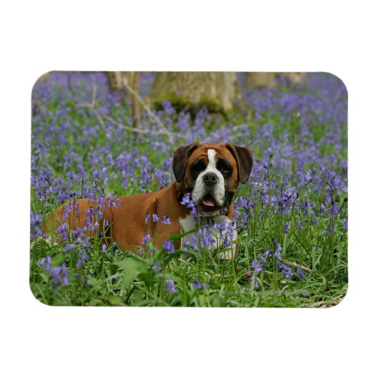 Boxer Laying in Bluebells Magneet (Horizontaal)
