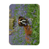 Boxer Laying in Bluebells Magneet (Verticaal)