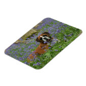 Boxer Laying in Bluebells Magneet (Linkerzijde)