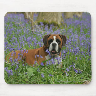 Boxer Laying in Bluebells Muismat