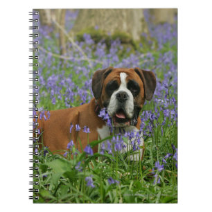 Boxer Laying in Bluebells Notitieboek