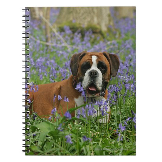Boxer Laying in Bluebells Notitieboek (Voorkant)