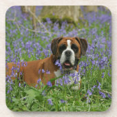 Boxer Laying in Bluebells Onderzetter (Voorkant)