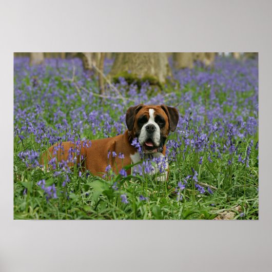 Boxer Laying in Bluebells Poster (Voorkant)