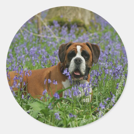 Boxer Laying in Bluebells Ronde Sticker (Voorkant)