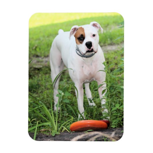 Boxer Magneet (Verticaal)