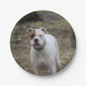 Boxer Papieren Bordje (Voorkant)