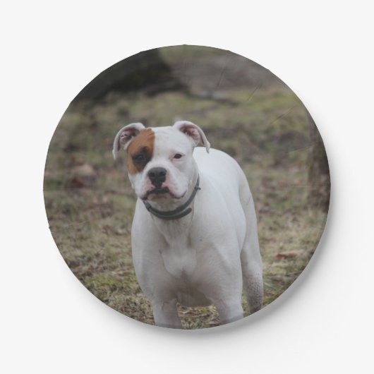 Boxer Papieren Bordje (Voorkant)