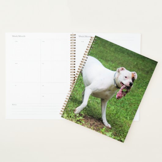 Boxer Planner (Display)