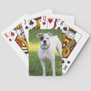 Boxer Pokerkaarten