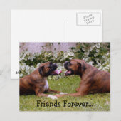 Boxer Post Card Briefkaart (Voorkant / Achterkant)