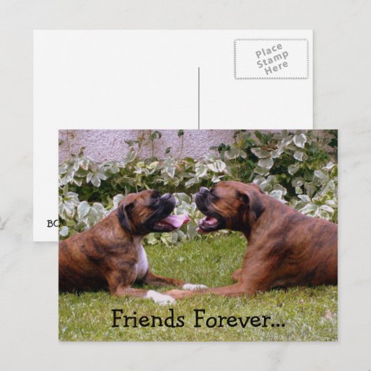 Boxer Post Card Briefkaart (Voorkant / Achterkant)