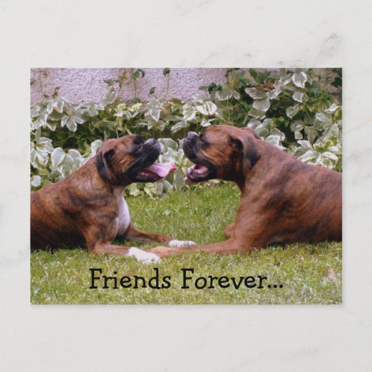 Boxer Post Card Briefkaart (Voorkant)