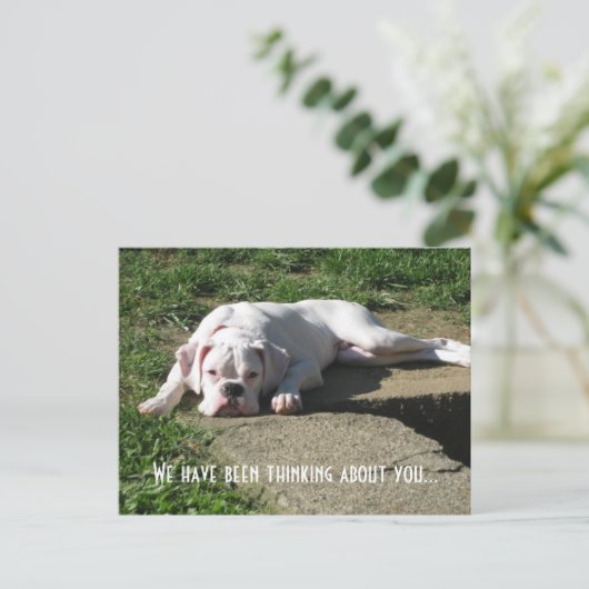 Boxer Post Card Briefkaart (Staand voorkant)