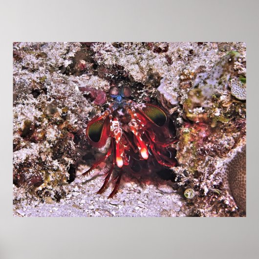 Boxer Poster (Voorkant)