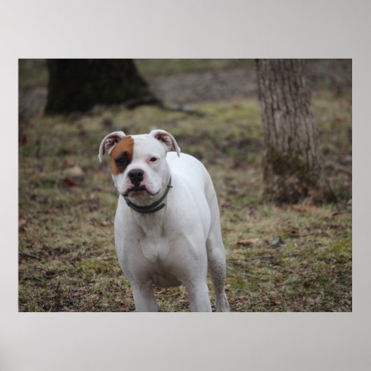 Boxer Poster (Voorkant)