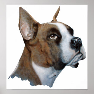 Boxer Poster