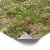 Boxer Poster dat zich in het beekgras schuilt (Hoek)