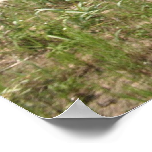 Boxer Poster dat zich in het beekgras schuilt (Hoek)