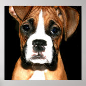 Boxer pup canvas afdrukken poster (Voorkant)