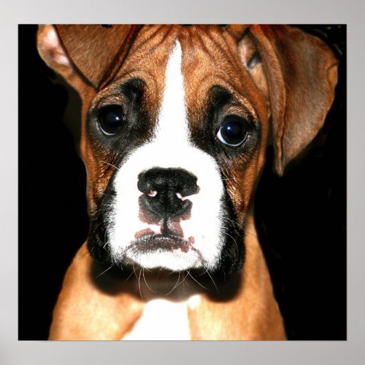 Boxer pup canvas afdrukken poster (Voorkant)