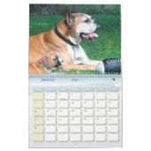 Boxer Puppies 2011 Agenda Kalender (Feb 2027)