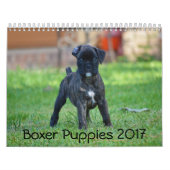 Boxer-Puppies 2017 Kalender (Hoes)