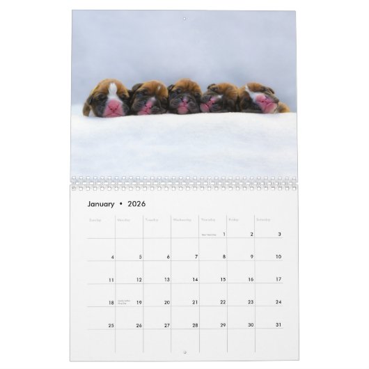 Boxer-Puppies 2017 Kalender (Jan 2026)