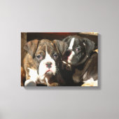 Boxer puppies canvas print (Voorkant)