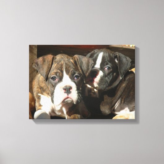 Boxer puppies canvas print (Voorkant)
