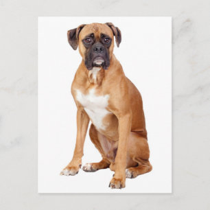 Boxer Puppies Hond Blanko Wenskaart Briefkaart