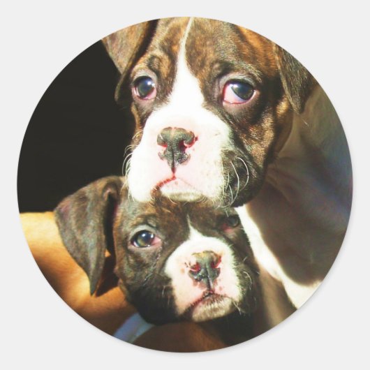 Boxer puppies stickers (Voorkant)