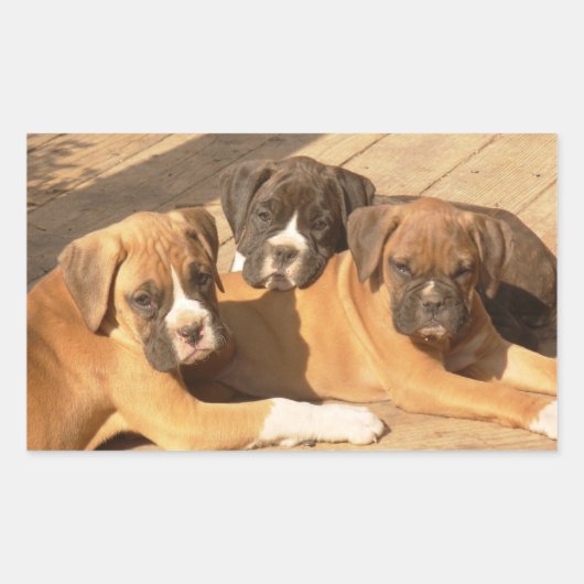 Boxer puppies stickers (Voorkant)