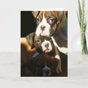 Boxer puppies Wenskaart Kaart