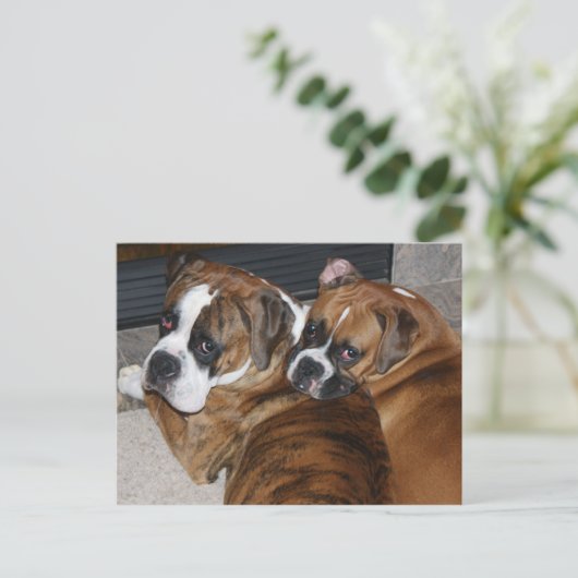 Boxer Puppy Briefkaart (Staand voorkant)