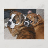 Boxer Puppy Briefkaart (Voorkant)