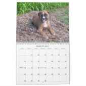 Boxer Puppy Calendar 2013 Kalender (Mar 2027)